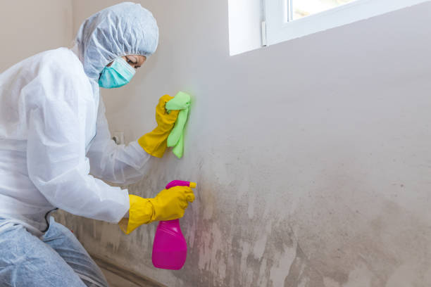 Why You Should Choose Our Mold Remediation Services in Galesville, MD