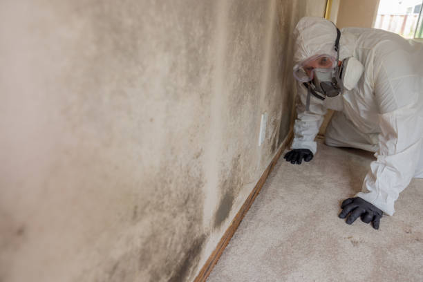 Best Mold Damage Restoration in Galesville, MD